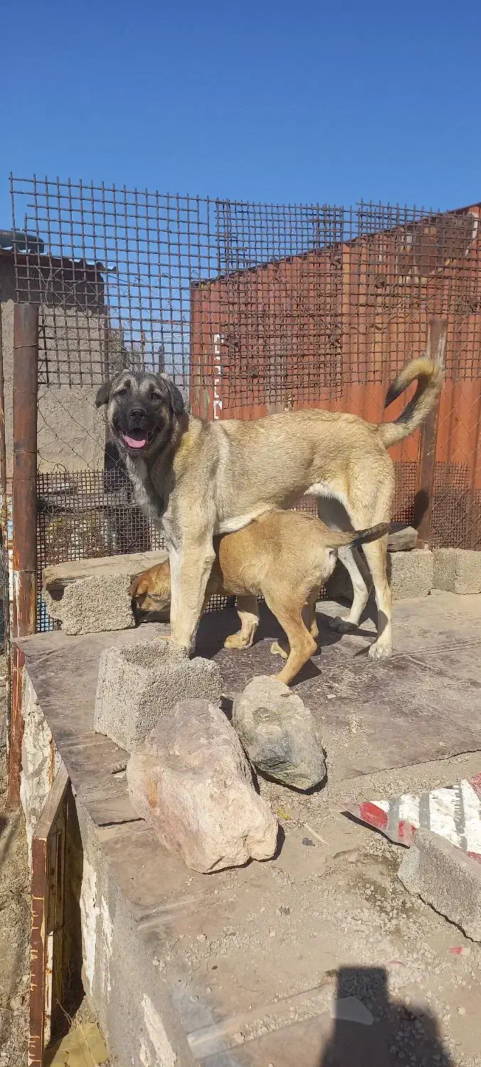 عراقی ماده 10ماه|سگ|زنجان, |دیوار