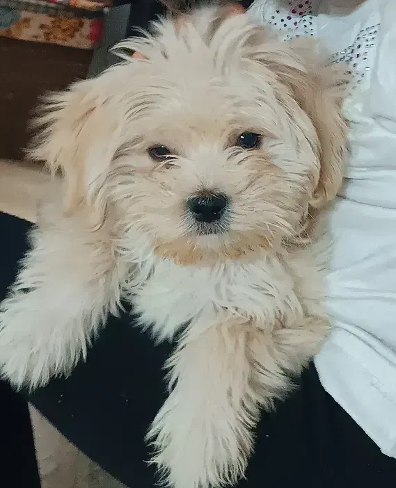 سگ نژاد شیتزو|سگ|تهران, ابوذر|دیوار