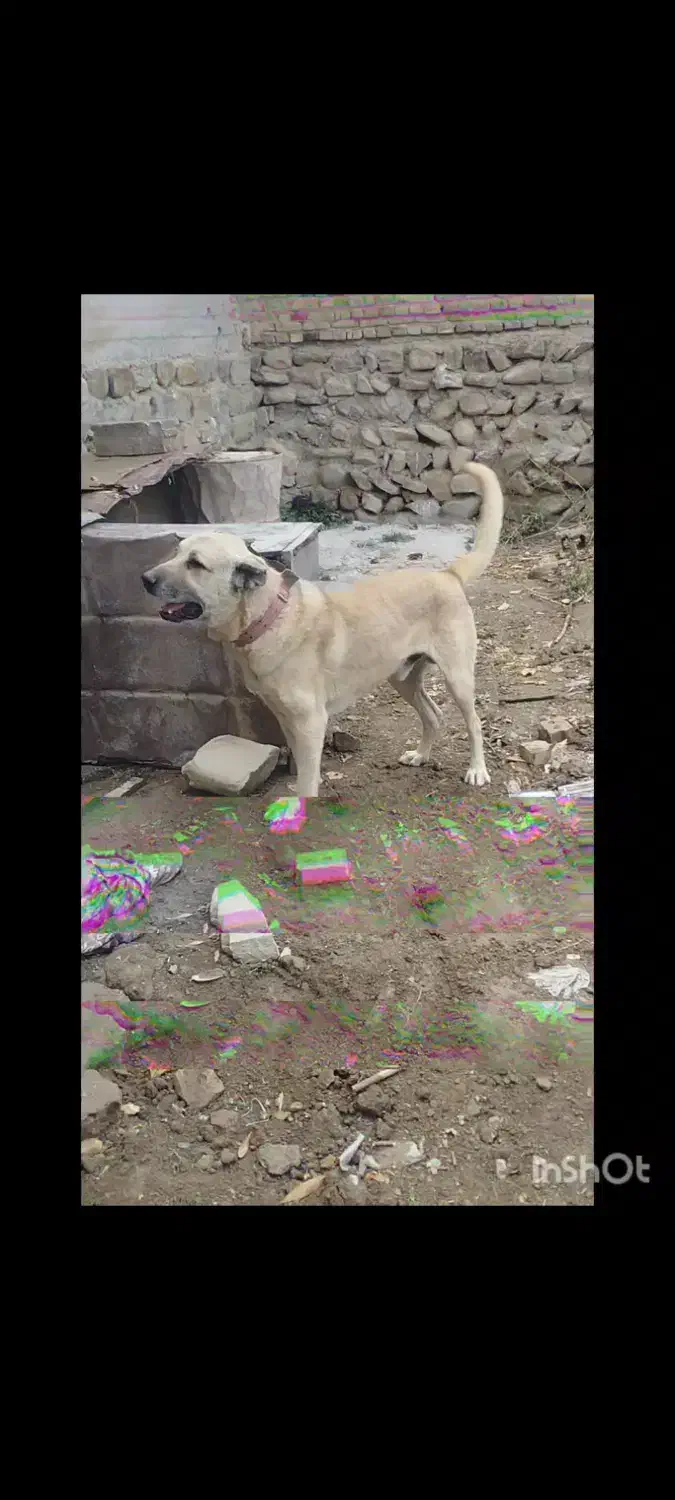 سگ سرابی|سگ|ورزقان, |دیوار