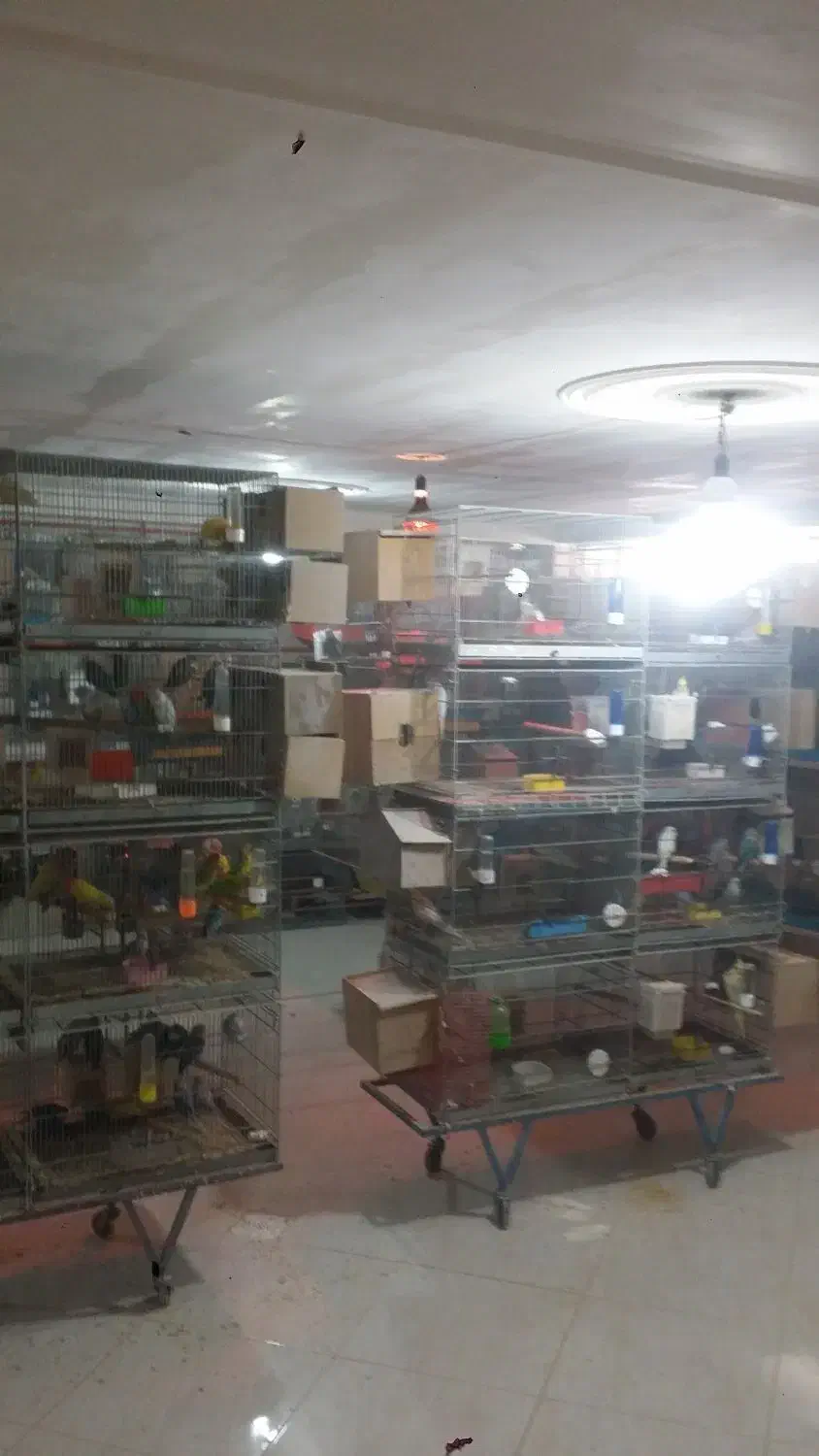 قفس ۸خان پژاوند قاطری قفس کاسکویی ۱۰۳۳و ۱۰۳۲|لوازم جانبی حیوانات|تهران, شهرک دریا|دیوار