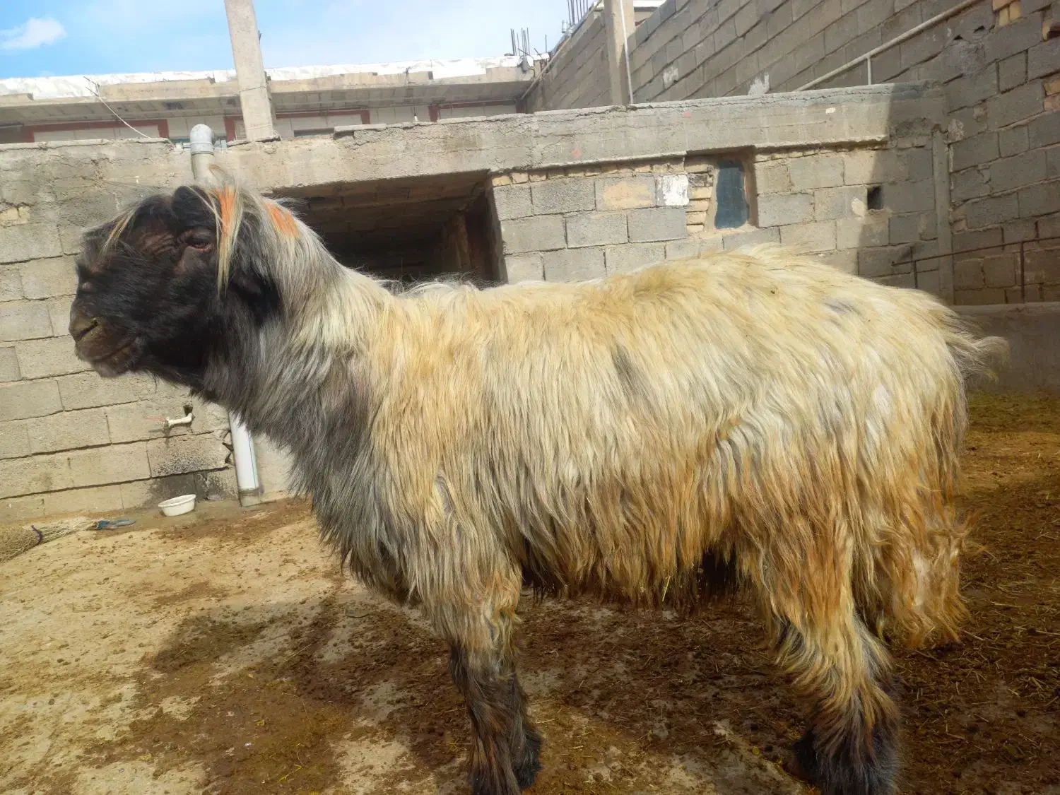 قوچ میش بز|حیوانات مزرعه|کوهرنگ, |دیوار