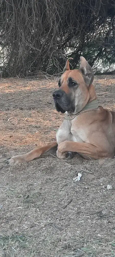 سگ گریت دین نر ۴ ساله|سگ|اهواز, کمپلو شمالی|دیوار