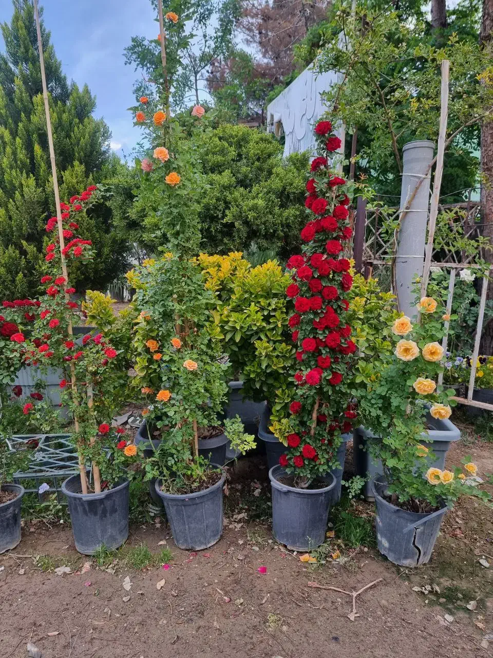 خرید چوب باغی.هرس .کوددهی.قطع درخت|خدمات باغبانی و درختکاری|شاهرود, |دیوار