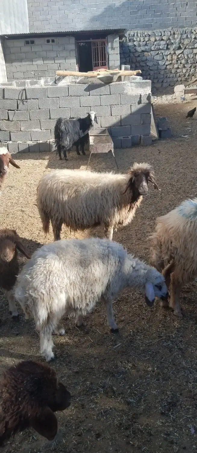 حیوانات مزرعه|حیوانات مزرعه|ایلام, |دیوار