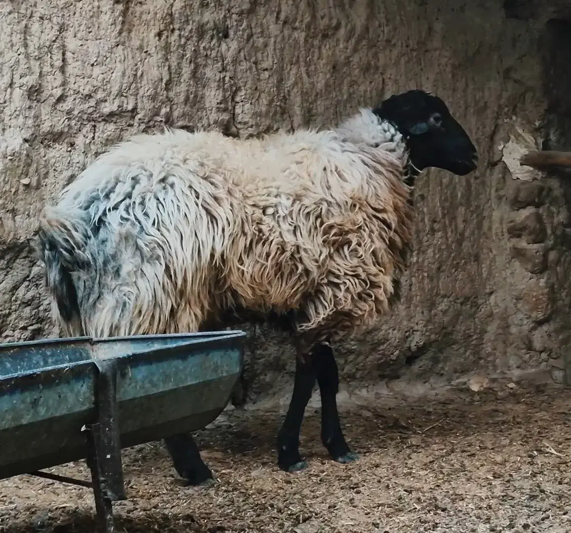 حراج آخور|حراج|اسفراین, |دیوار