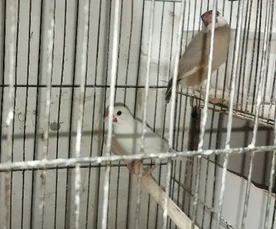 فنچ نرگسی اورنج بنگالی و معمولی|پرنده|شاهرود, |دیوار