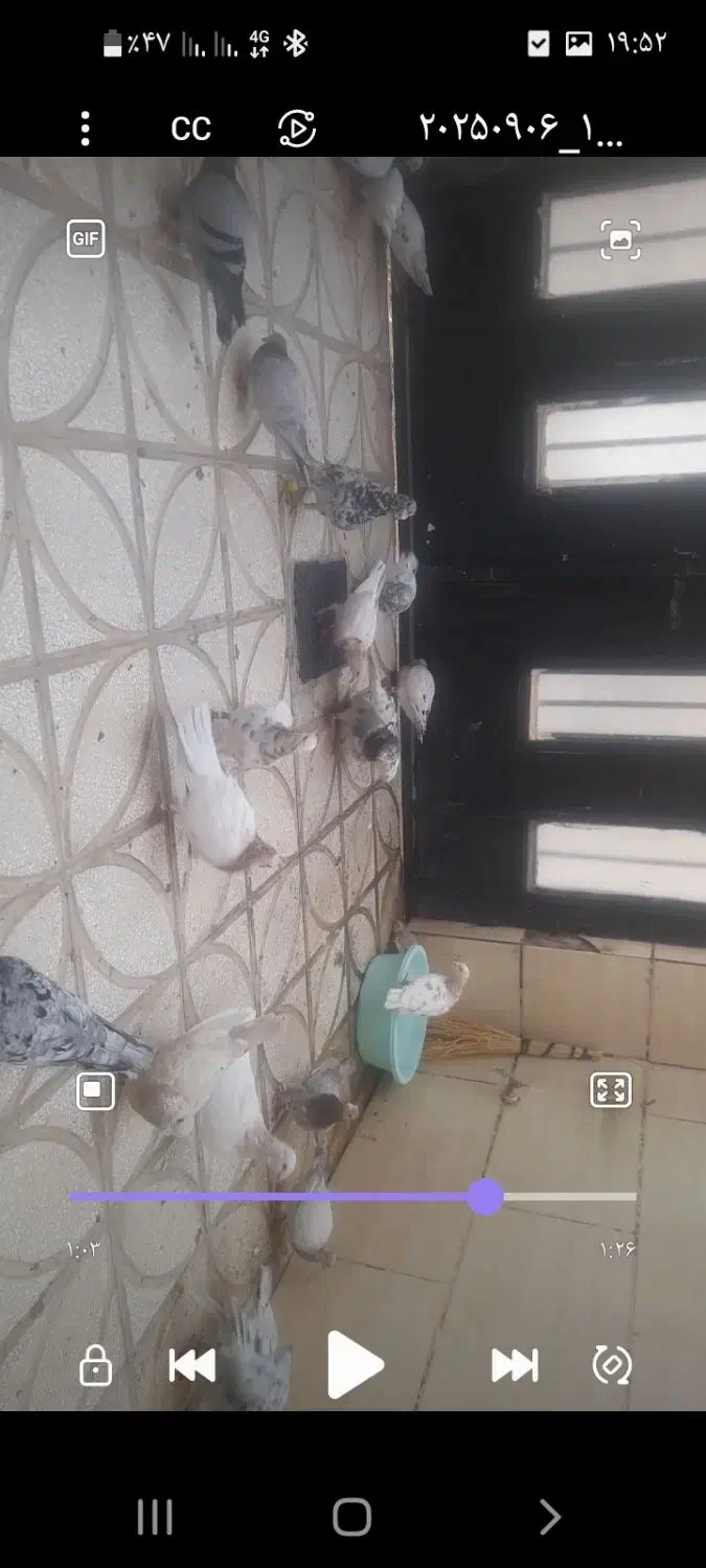 کبوتر|پرنده|سبزوار, دانشگاه آزاد|دیوار