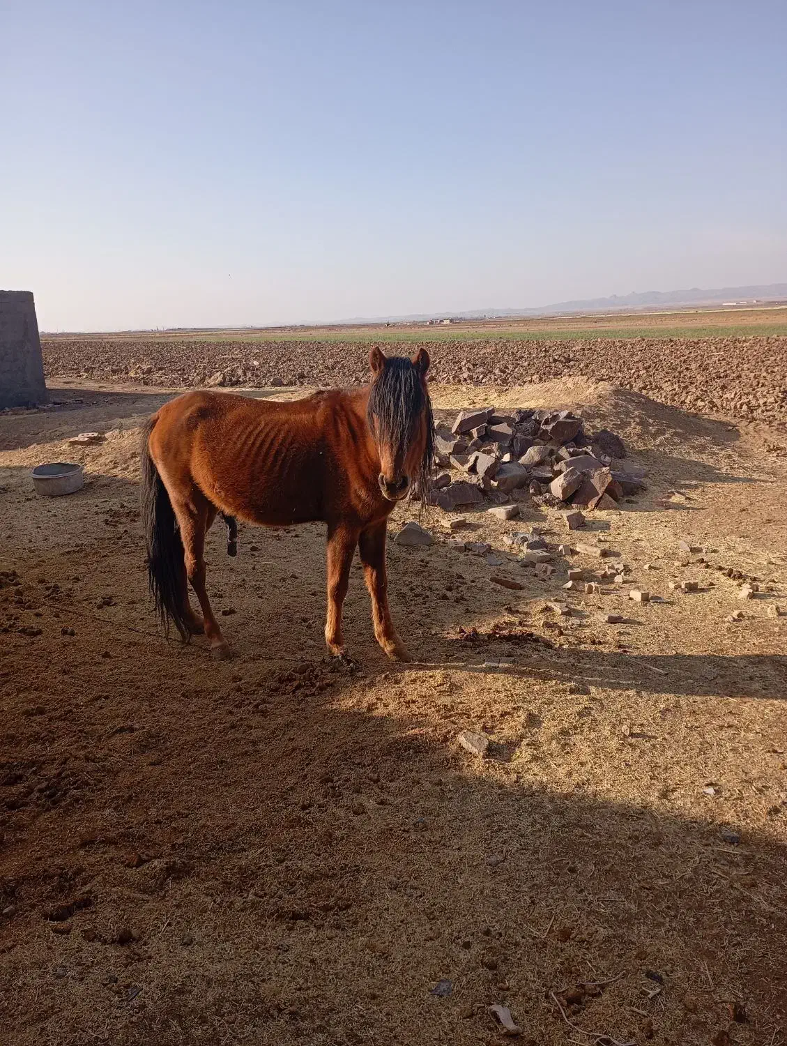 اسب|اسب و تجهیزات اسب‌سواری|جلگه رخ, |دیوار