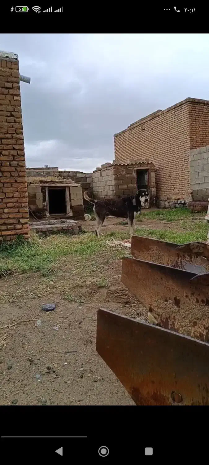 واگذاری|سگ|میاندوآب, |دیوار