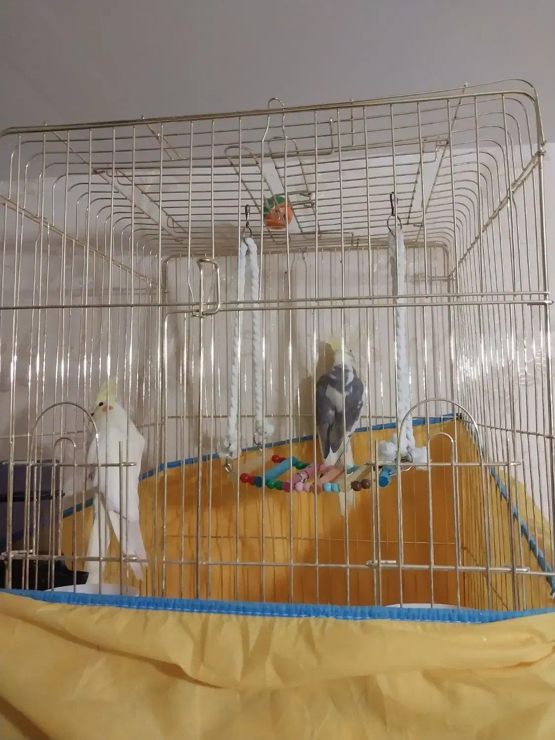 عروس هلندی زیبا|پرنده|قم, سید معصوم|دیوار