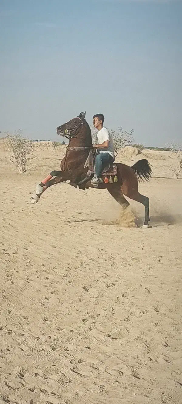 اسب|اسب و تجهیزات اسب‌سواری|شاهین‌شهر, گزبرخوار|دیوار