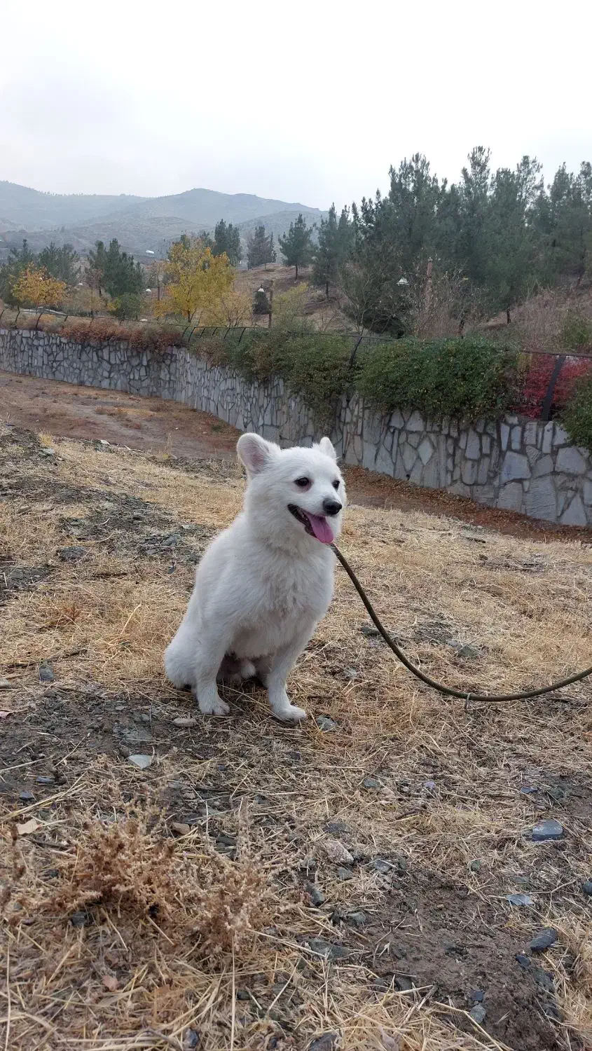 گمشده|حیوانات|طرقبه, |دیوار