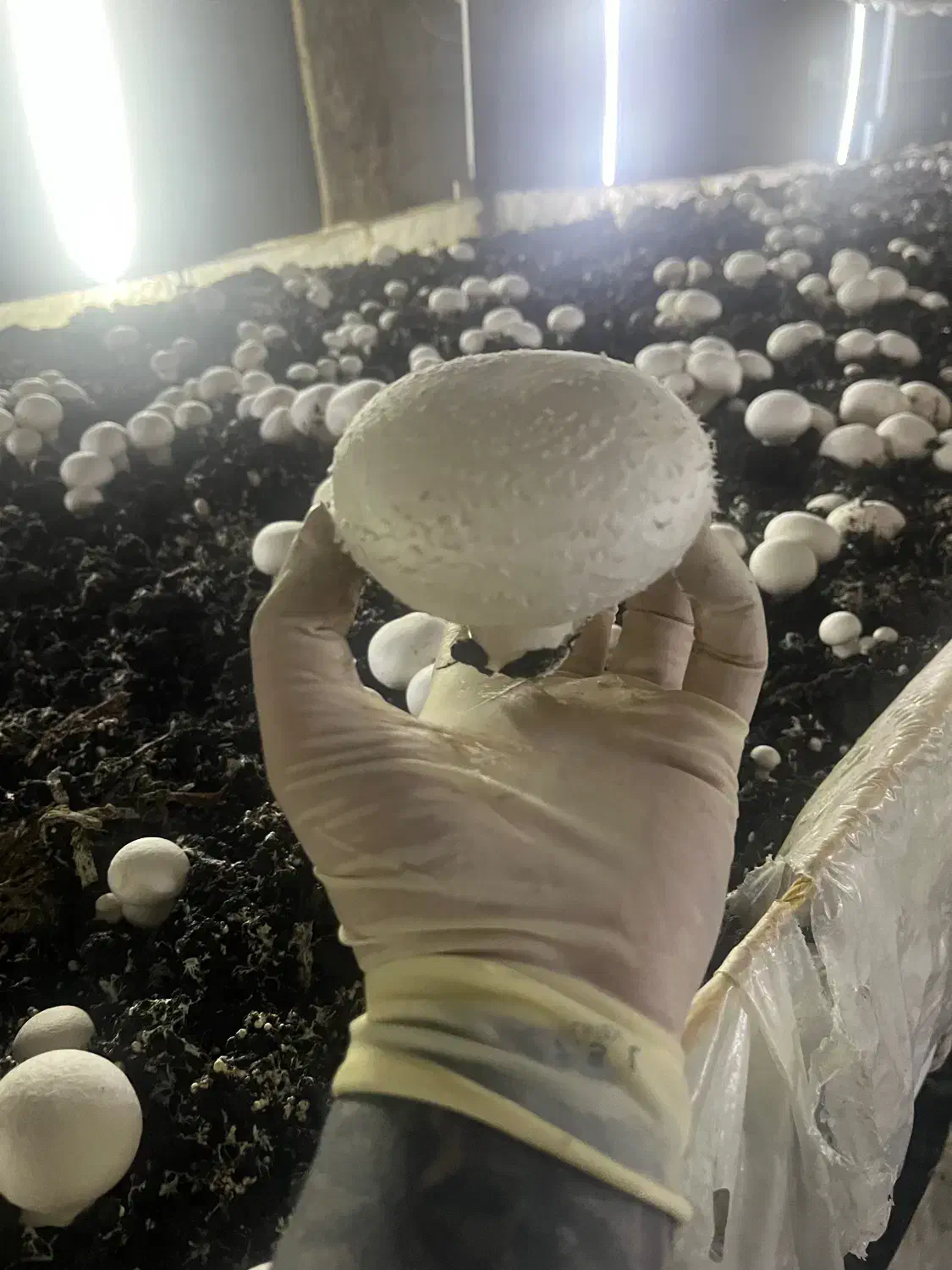 اجاره سالن پرورش قارچ|اجارهٔ دفتر صنعتی، کشاورزی، تجاری|باسمنج, |دیوار