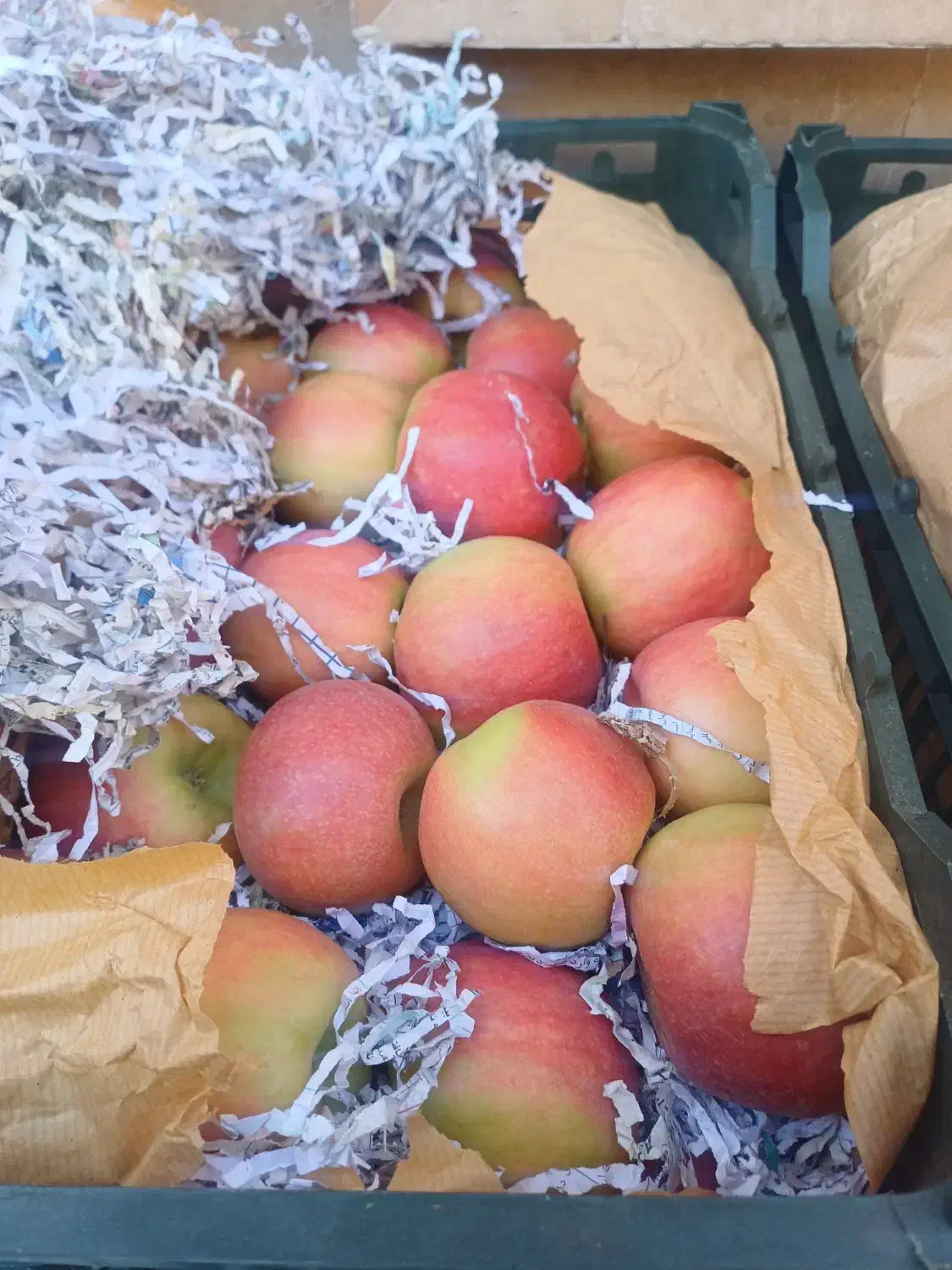 سیب درختی|خوردنی و آشامیدنی|کرج, ساسانی (قلمستان)|دیوار