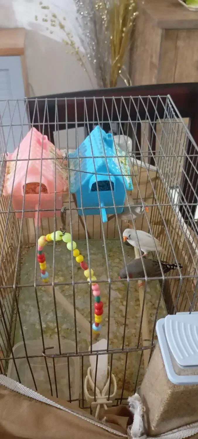 ۵ عدد فنچ|پرنده|چهارباغ, |دیوار