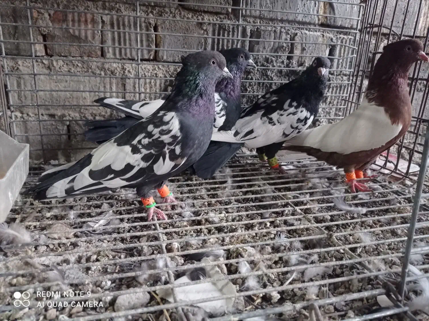 کفترطوق آجری سرکی طوقی شازده سینه سیاه سینه مخمل|پرنده|شیراز, جمال آباد|دیوار