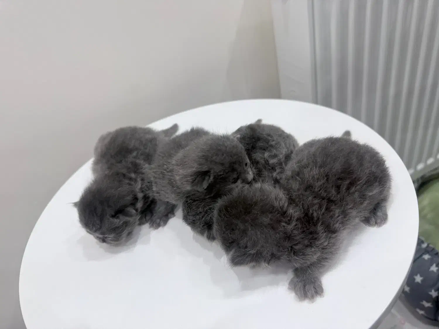 بچه گربه اسکاتیش بلو|گربه|ارومیه, |دیوار