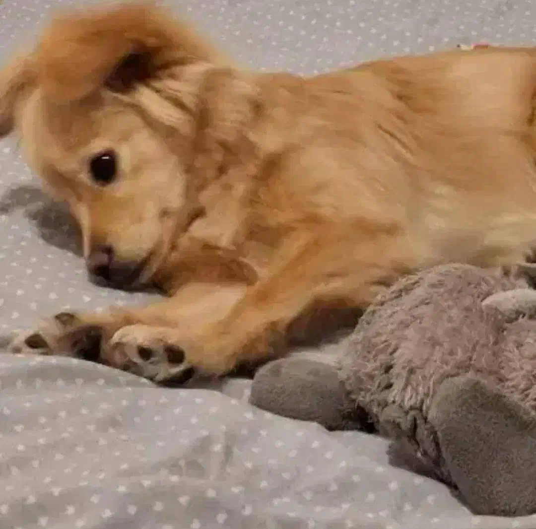 سگ پامر|سگ|مشهد, نوفل لوشاتو|دیوار