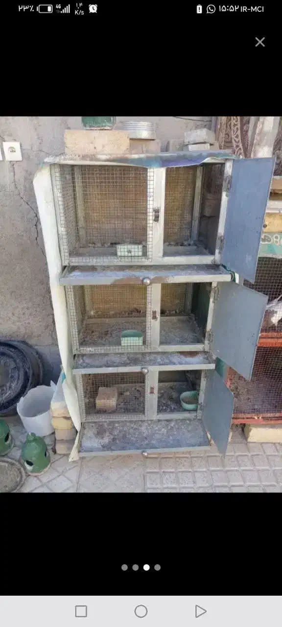 کبوتردمگیرگلین باقفس|پرنده|برخوار, |دیوار