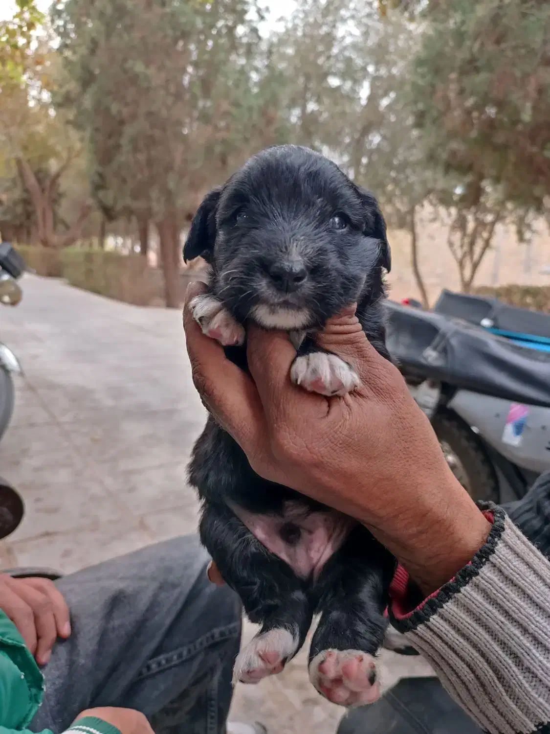 فروش توله 2ماهه پامر اشپیتز|سگ|یزد, |دیوار