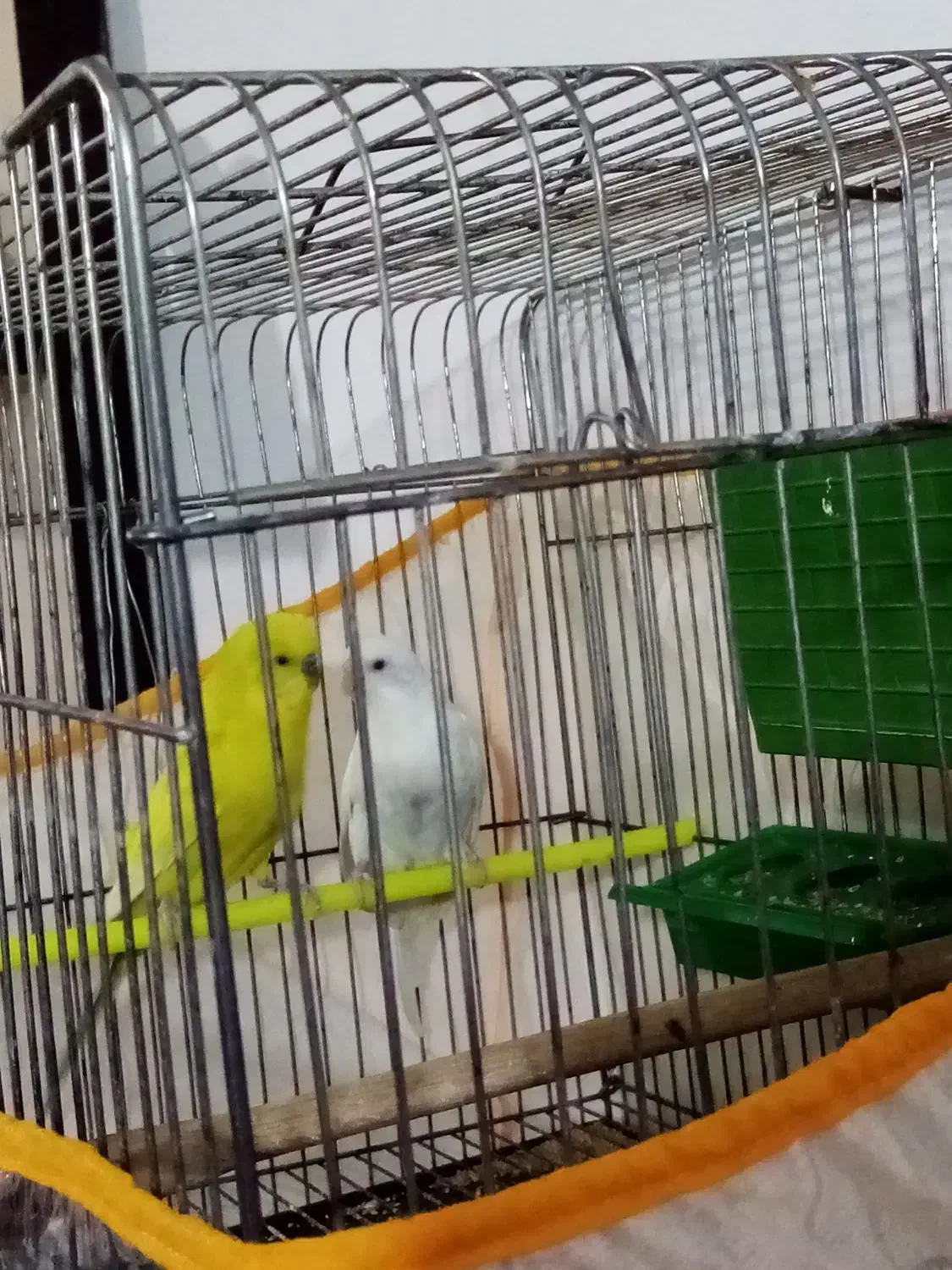 مرغ عشق|پرنده|تربتحیدریه, بالا ولایت|دیوار