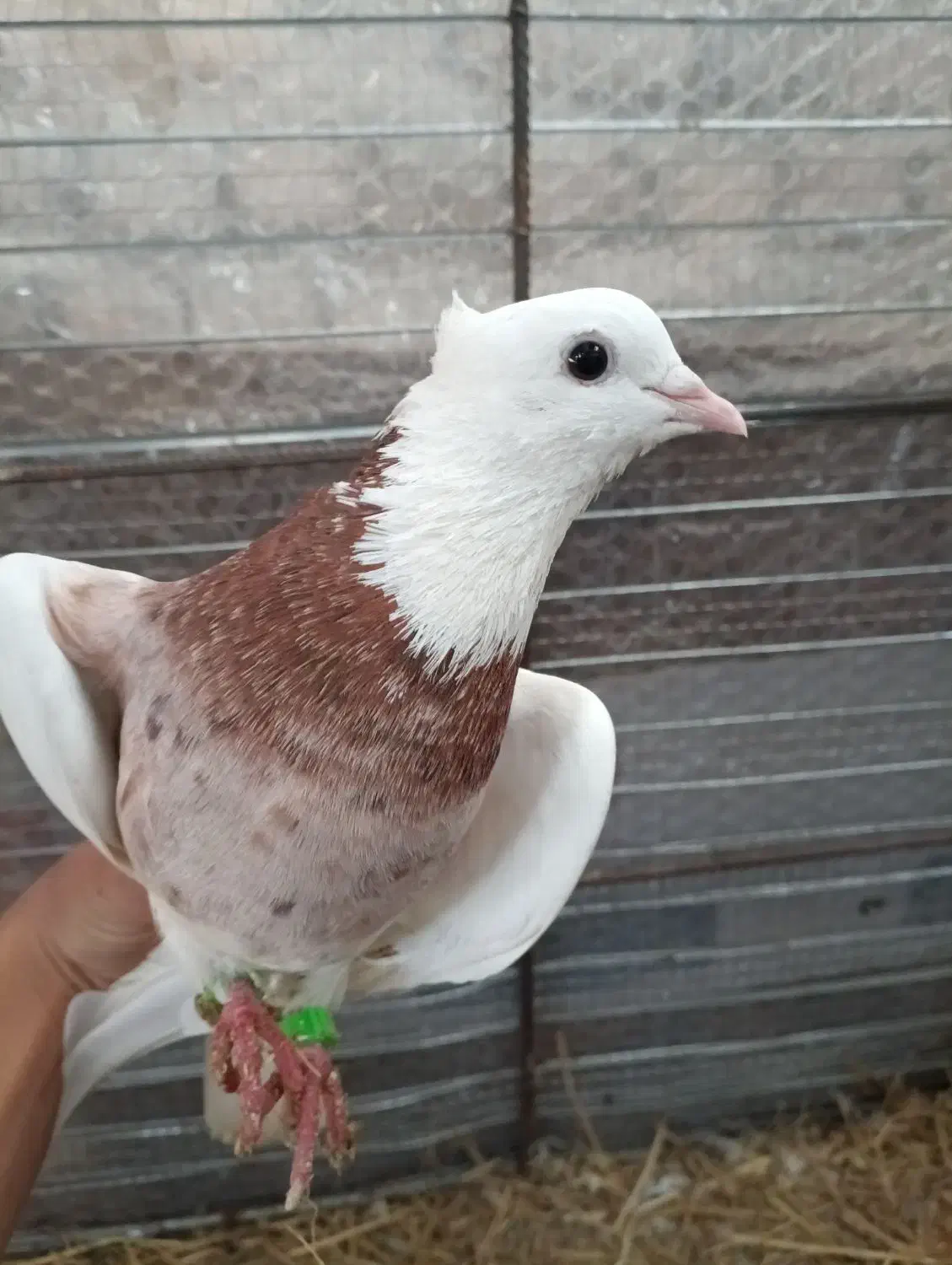 کبوتر طوقی نر|پرنده|رستم‌آباد, |دیوار