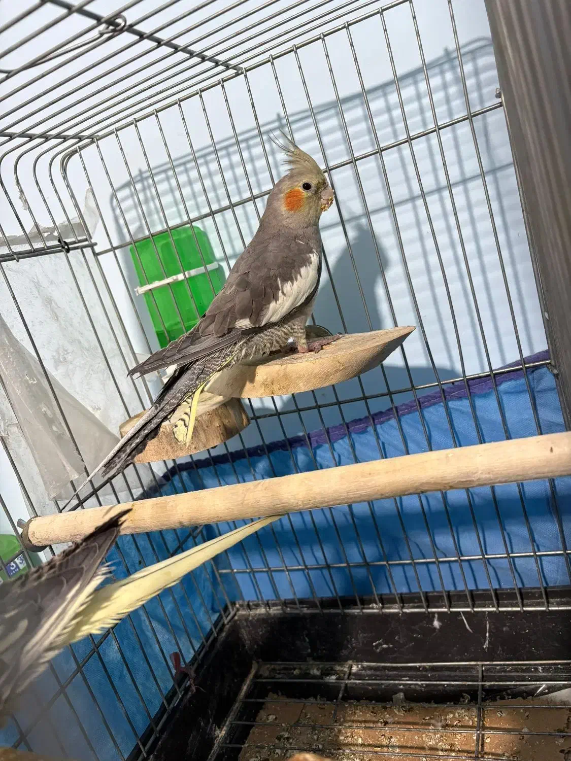 عروس هلندی ۴ ماهه|پرنده|محمدیه-قزوین, |دیوار