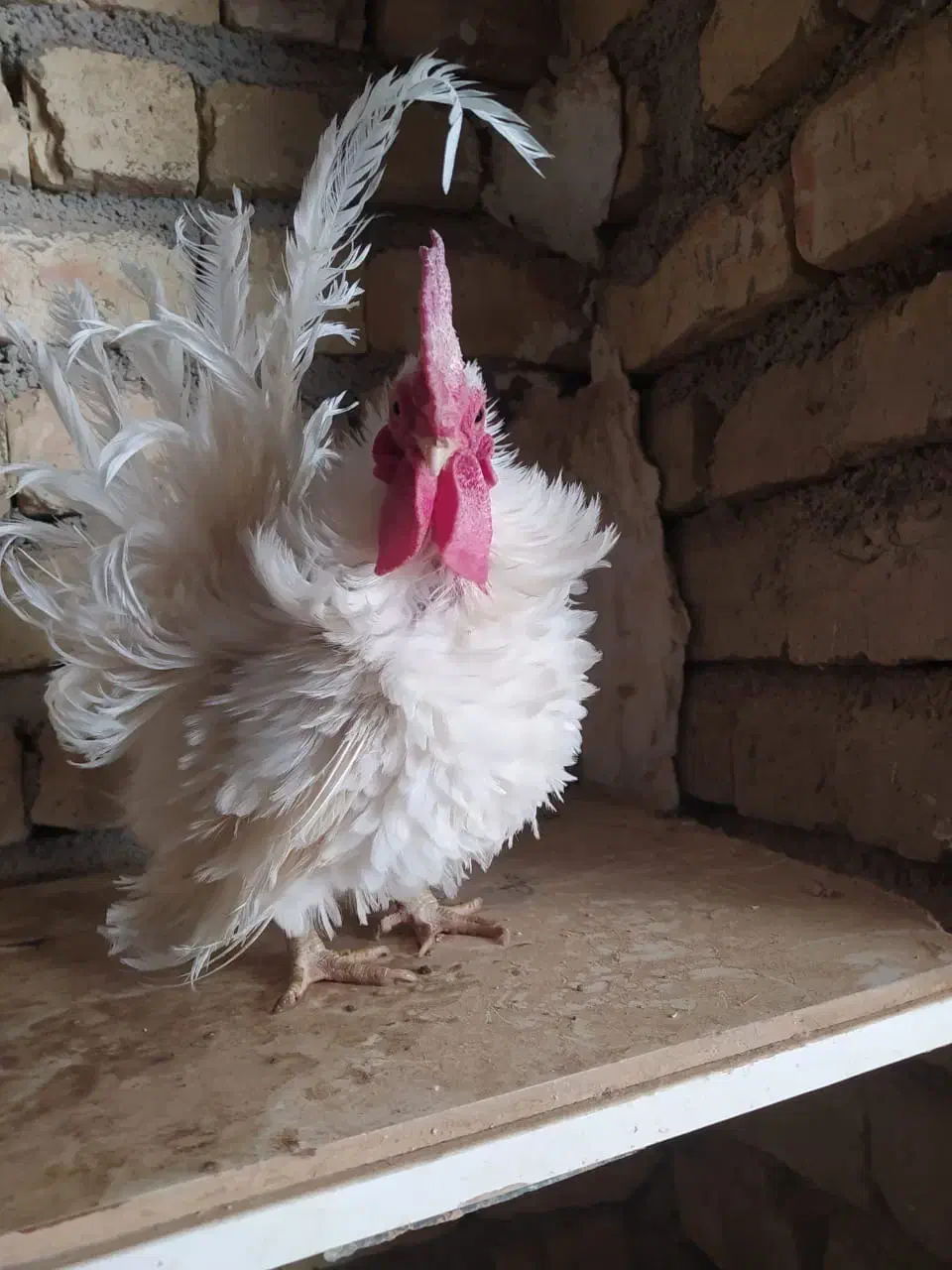 مرغ خروس وارداتی|حیوانات مزرعه|شیراز, گویم|دیوار