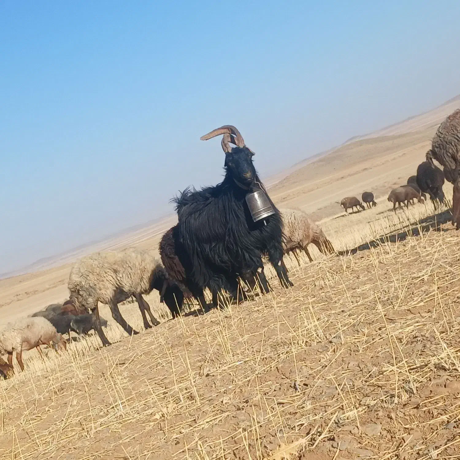 دوبر|حیوانات مزرعه|ساروق, |دیوار