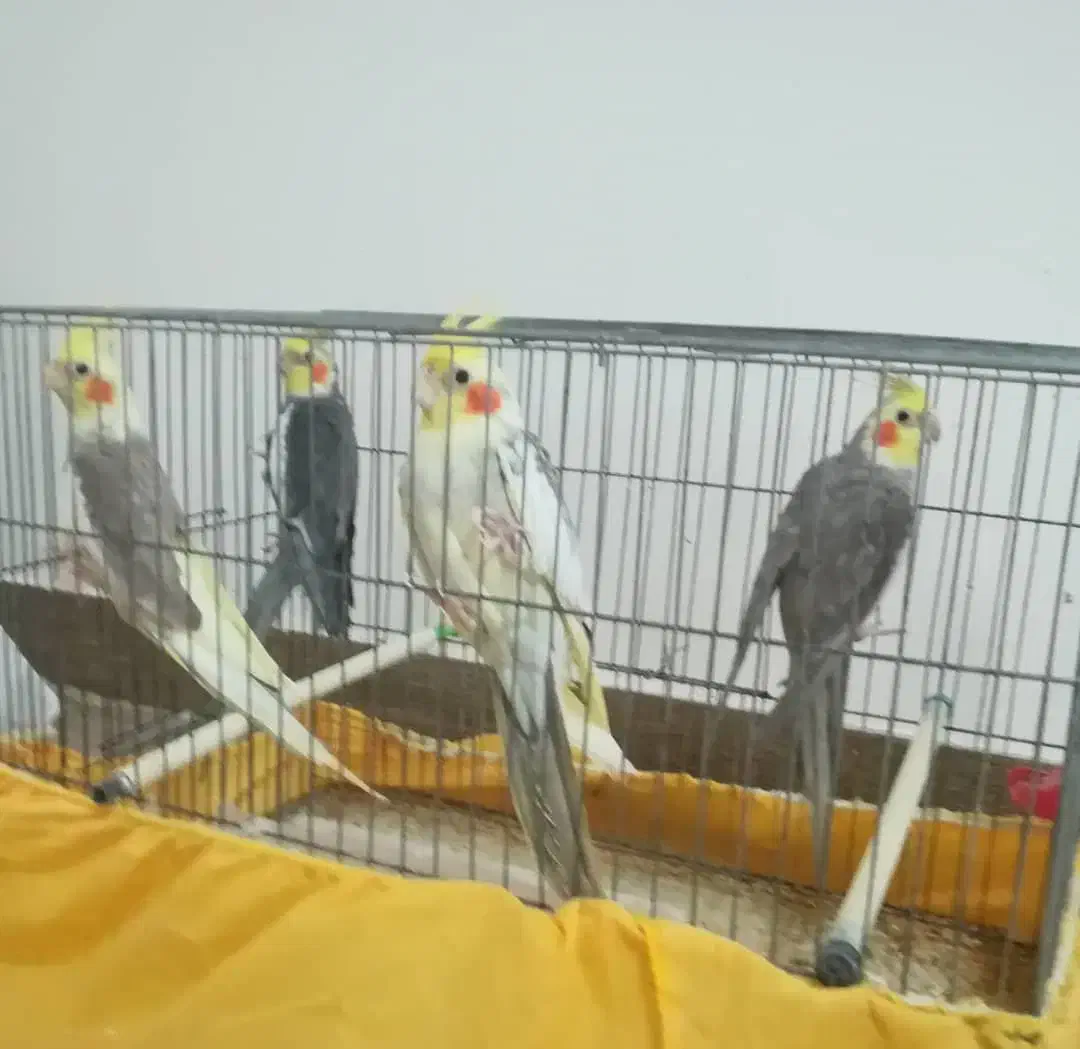 ۸تا عروس هلندی بالغ یکجا واگذار میشود|پرنده|تنکابن, |دیوار