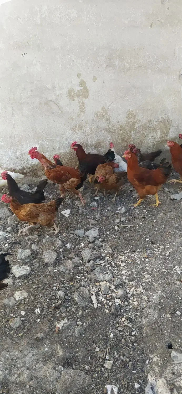 حیوانات محلی|حیوانات مزرعه|پیرانشهر, |دیوار