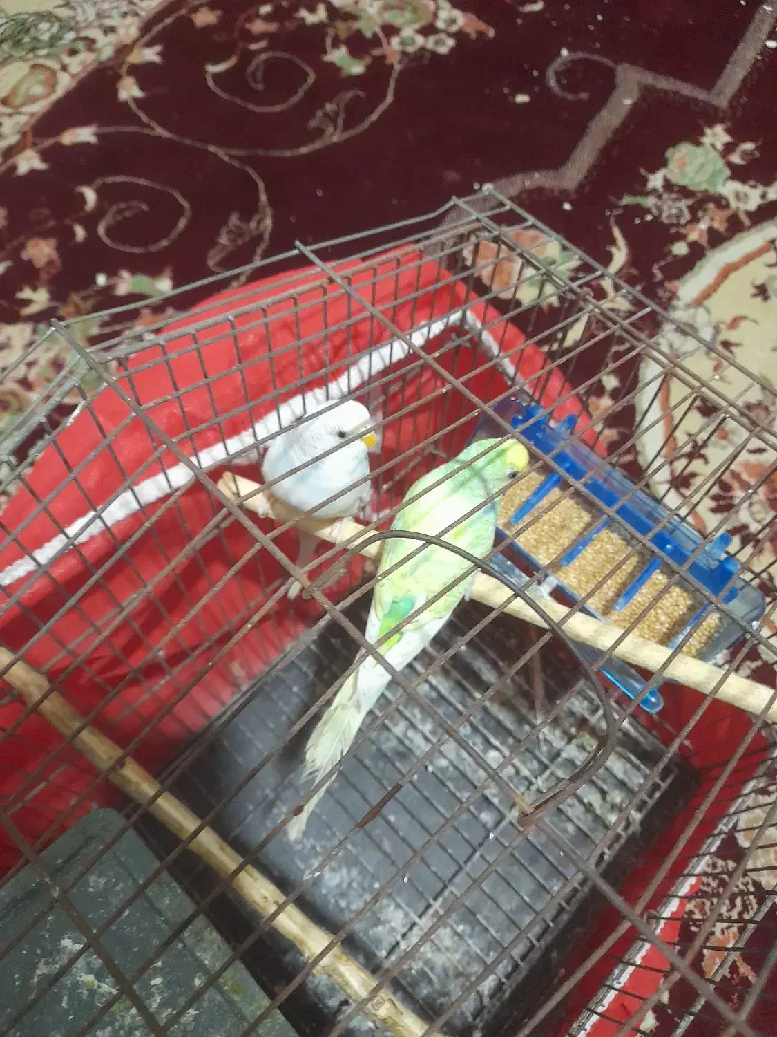 مرغ عشق|پرنده|نگین شهر, |دیوار