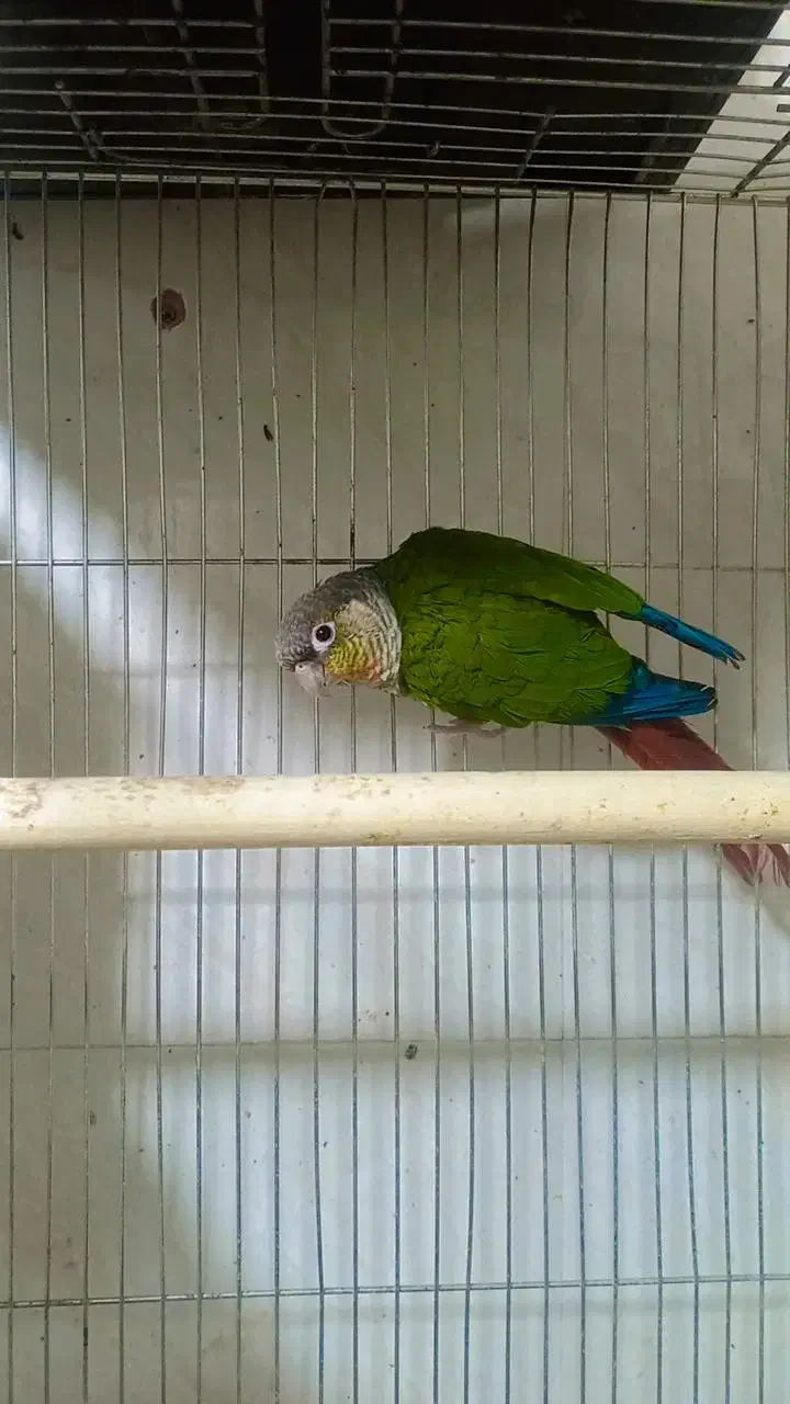 عروس هلندی گریچیک توله برزیلی|پرنده|ورامین, ورامین|دیوار