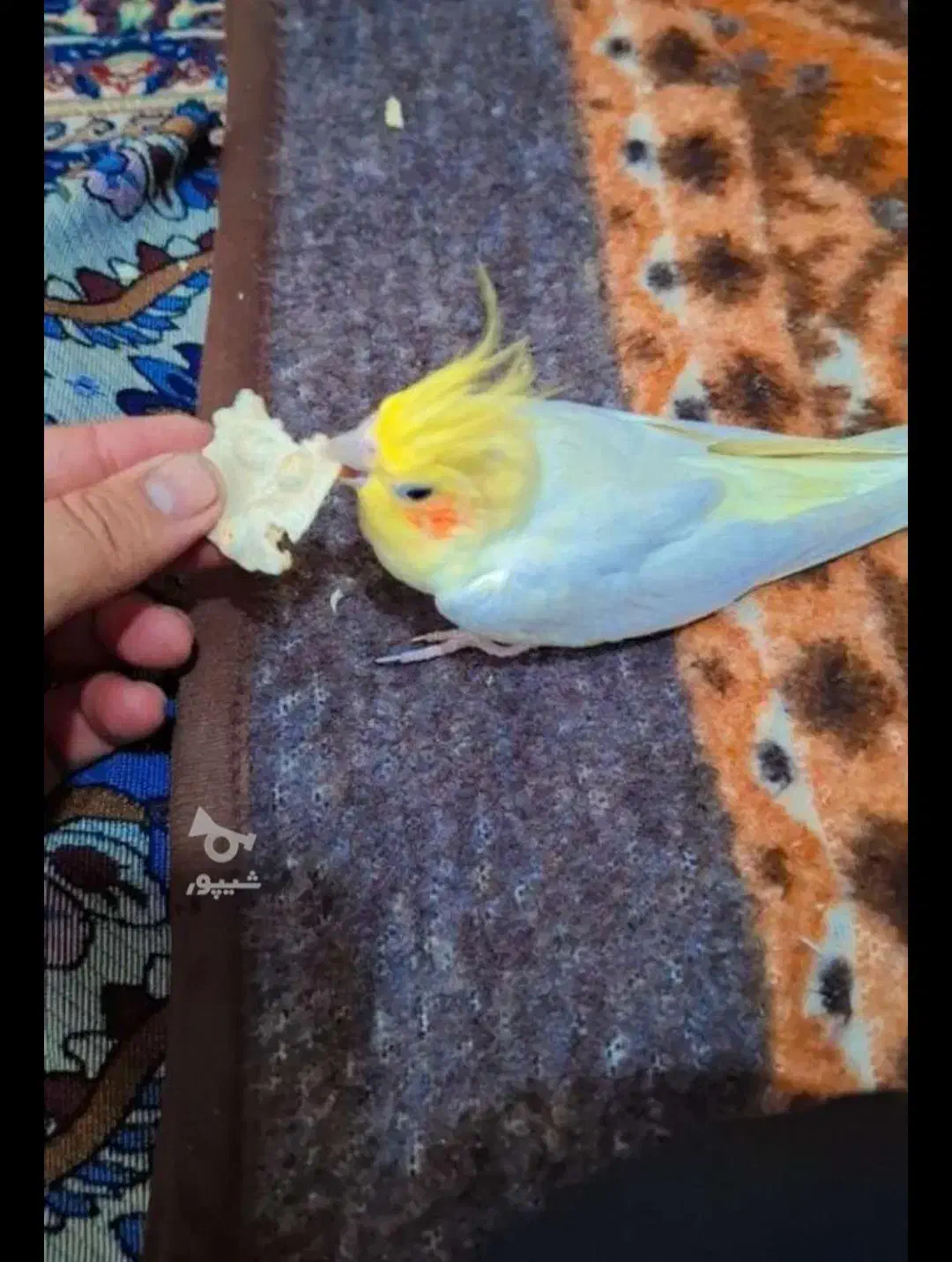 عروس لوتینو نروماده|پرنده|مراغه, |دیوار