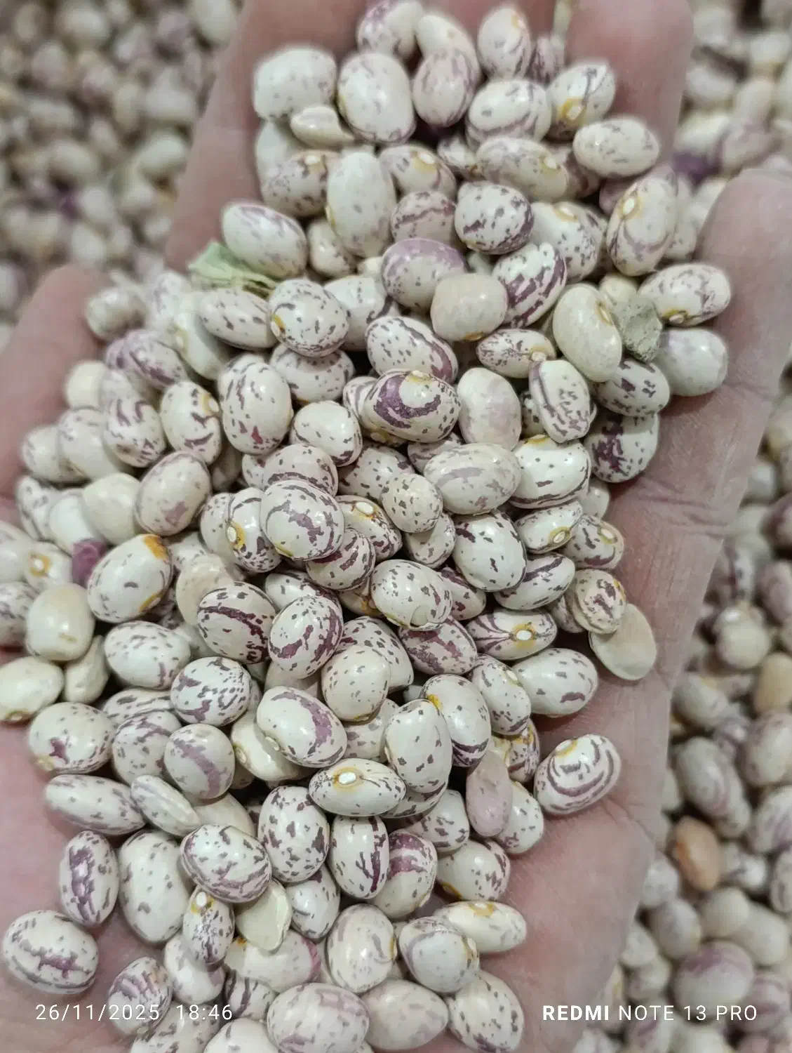 لوبیا چیته محلی فارس|خوردنی و آشامیدنی|ری, صالح آباد جنوبی (باغ رضوان)|دیوار