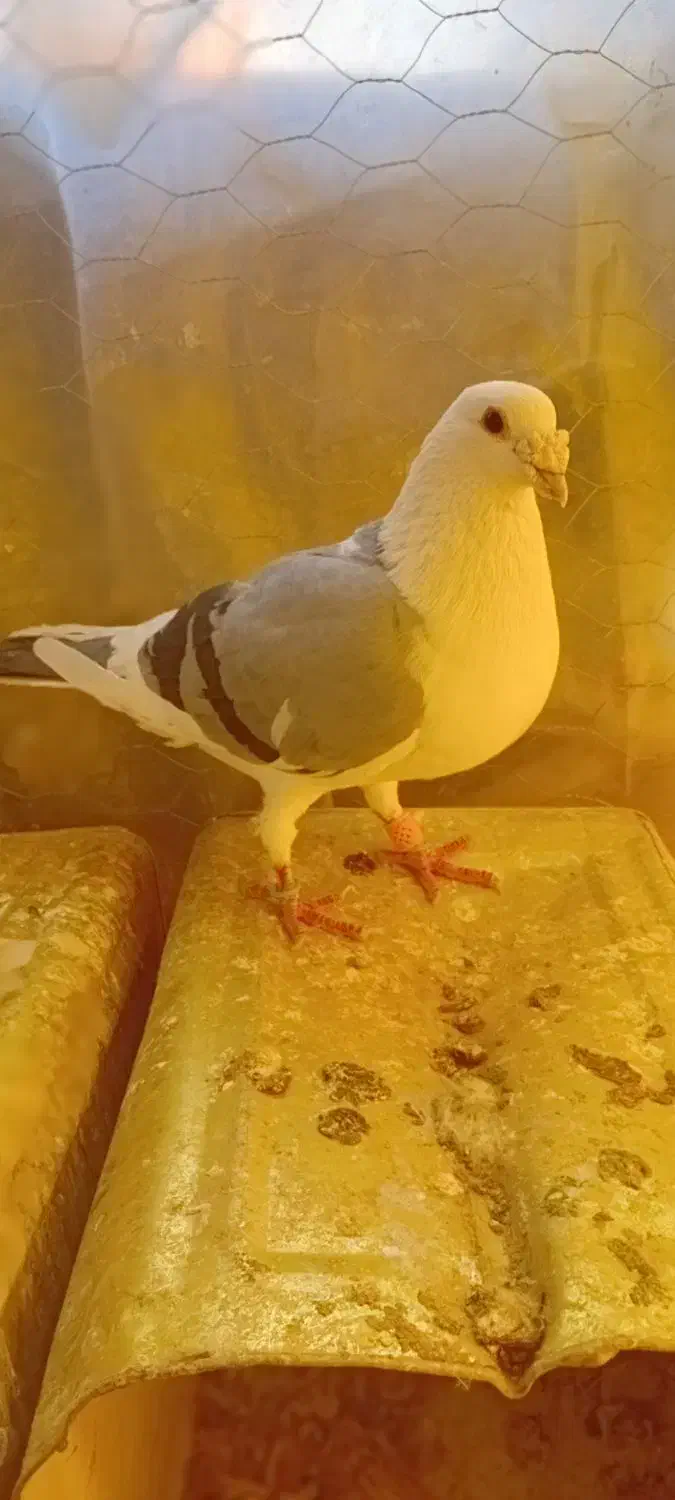 کبوتر|پرنده|مرودشت, زنگی آباد|دیوار