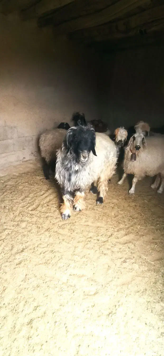 قوچ و بره|حیوانات مزرعه|فرخ‌شهر, |دیوار