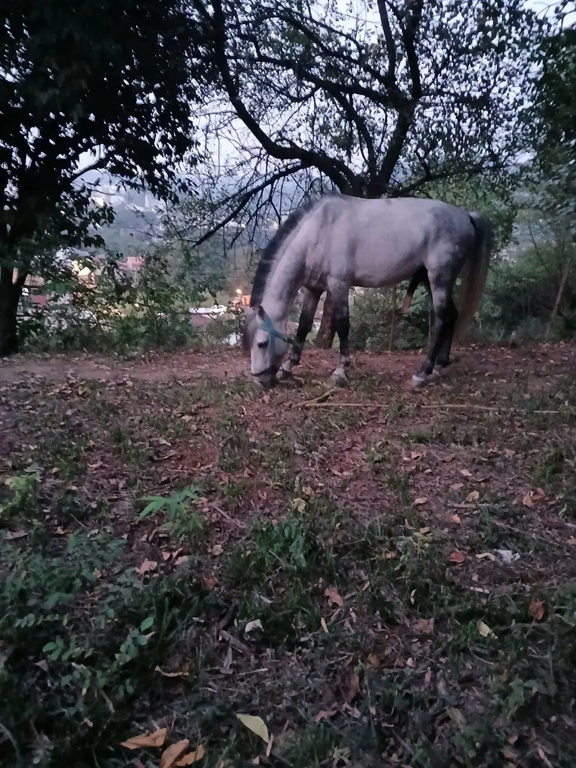 فروش اسب نریان نژاد کاسپین|اسب و تجهیزات اسبسواری|لاهیجان, آهندان|دیوار