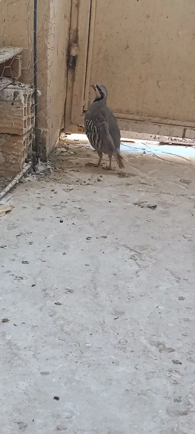 بلدرچین کوهی|پرنده|زابل, |دیوار