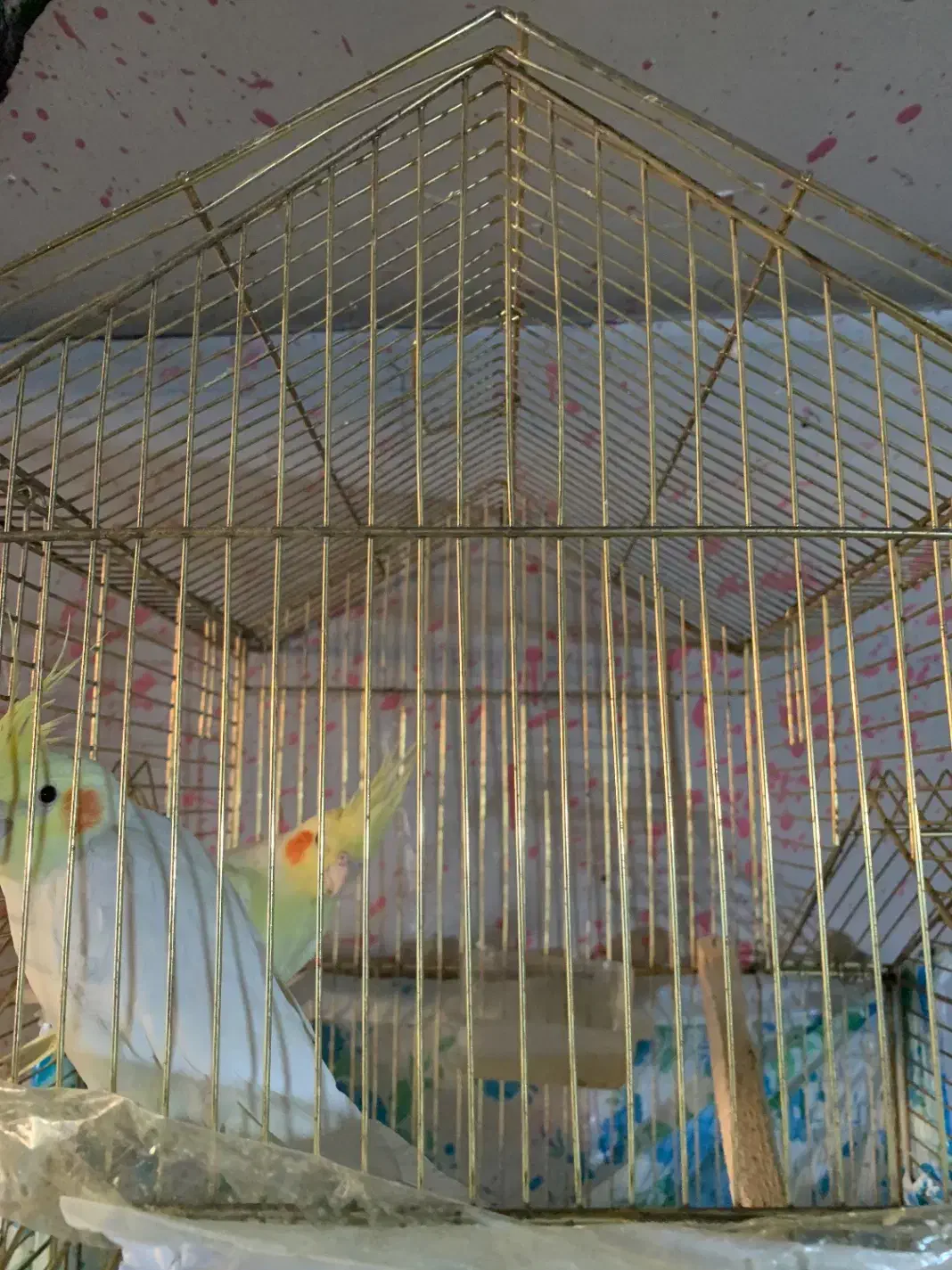 عروس جوان|پرنده|بزینه رود, |دیوار