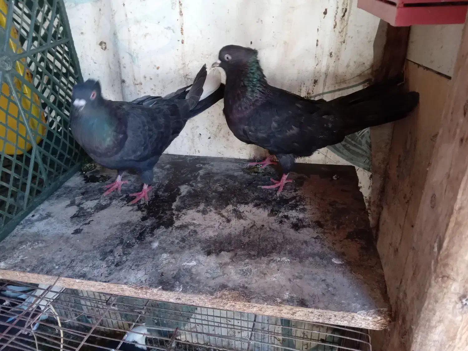 با سلام خدمت دوستان عزیز و عشق باز|پرنده|رشت, گیل|دیوار