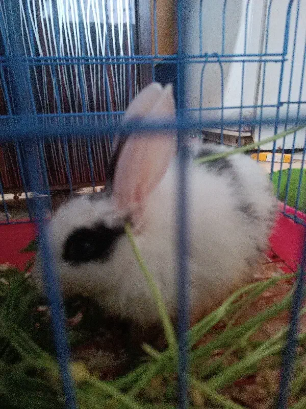 خرگوش مینیاتوری|موش و خرگوش|صومعه‌سرا, |دیوار