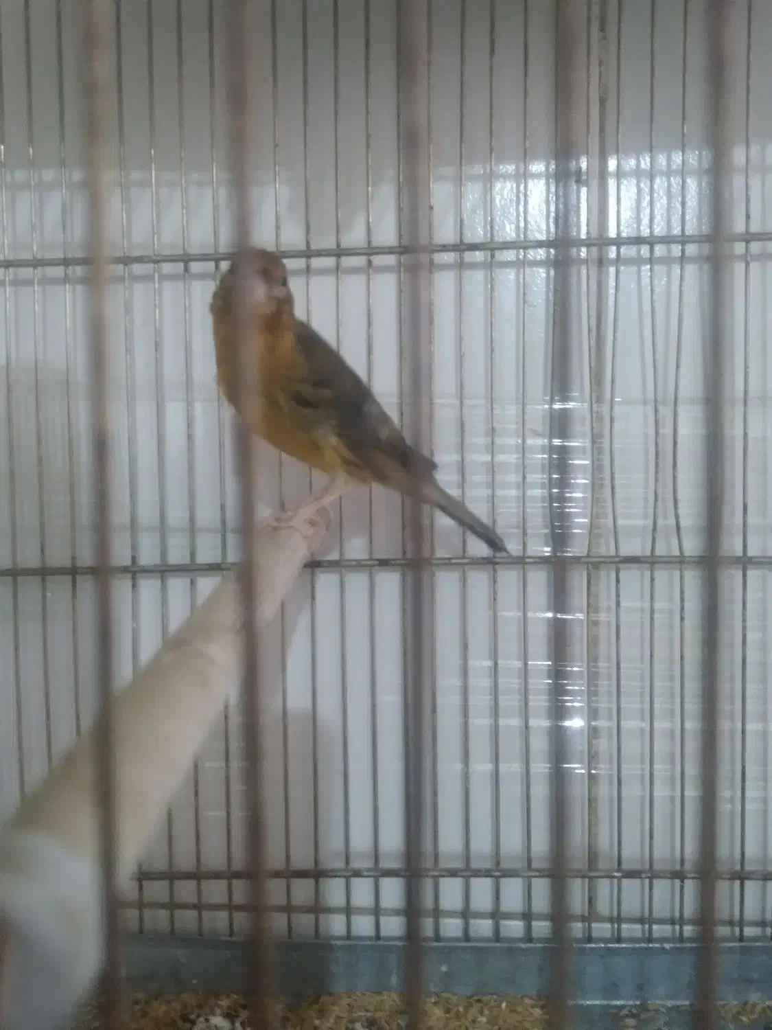 قناری|پرنده|مبارکه, |دیوار