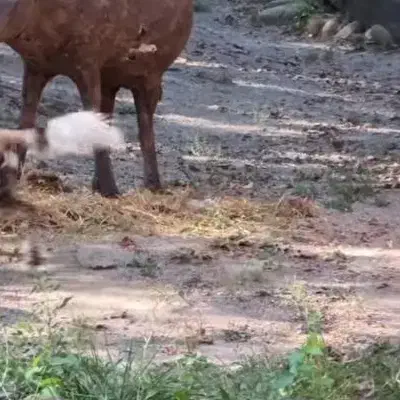 زمین فروشی بستک|فروش زمین و ملک کلنگی|بستک, |دیوار