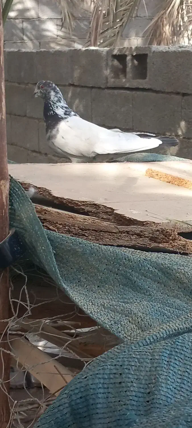 کفتر|پرنده|تخت, |دیوار