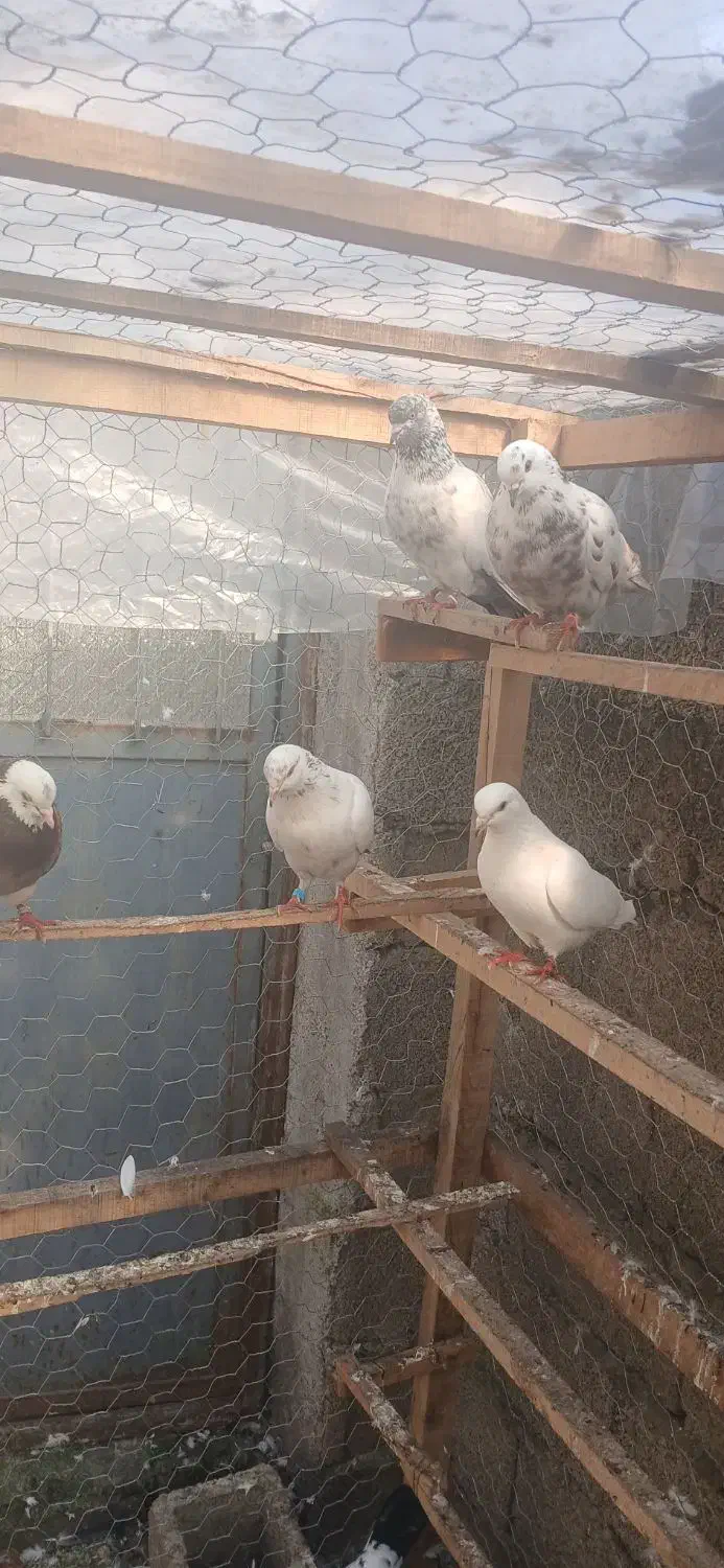 کبوترای پرشی تیر ماه|پرنده|فومن, |دیوار