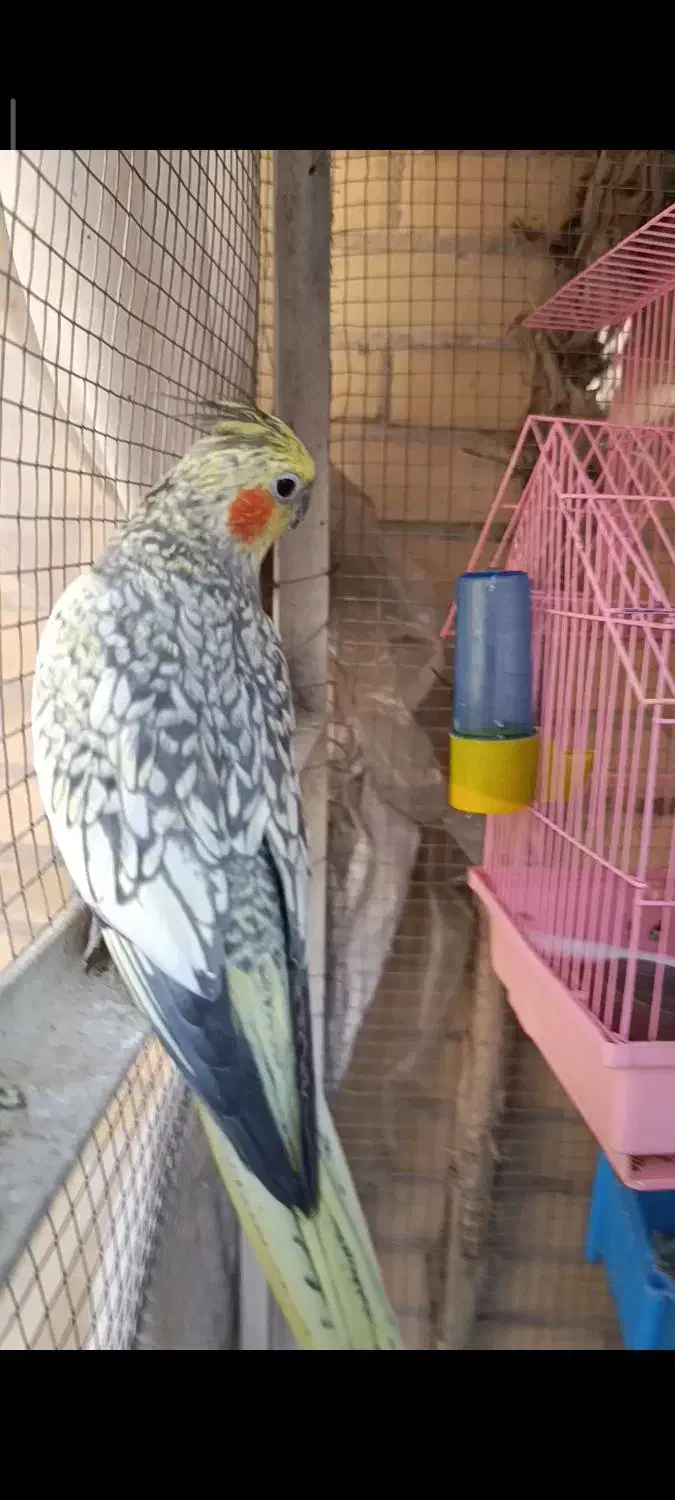 یک عدد عروس هلندی گمشده|حیوانات|یزد, |دیوار