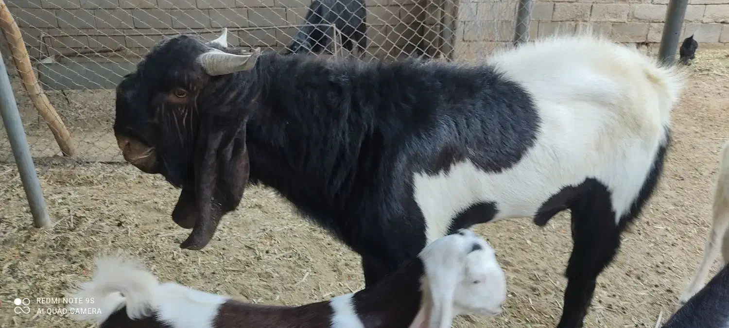 سلام یه چپش یک ساله دو ماه عالی وسالم|حیوانات مزرعه|حلب, |دیوار