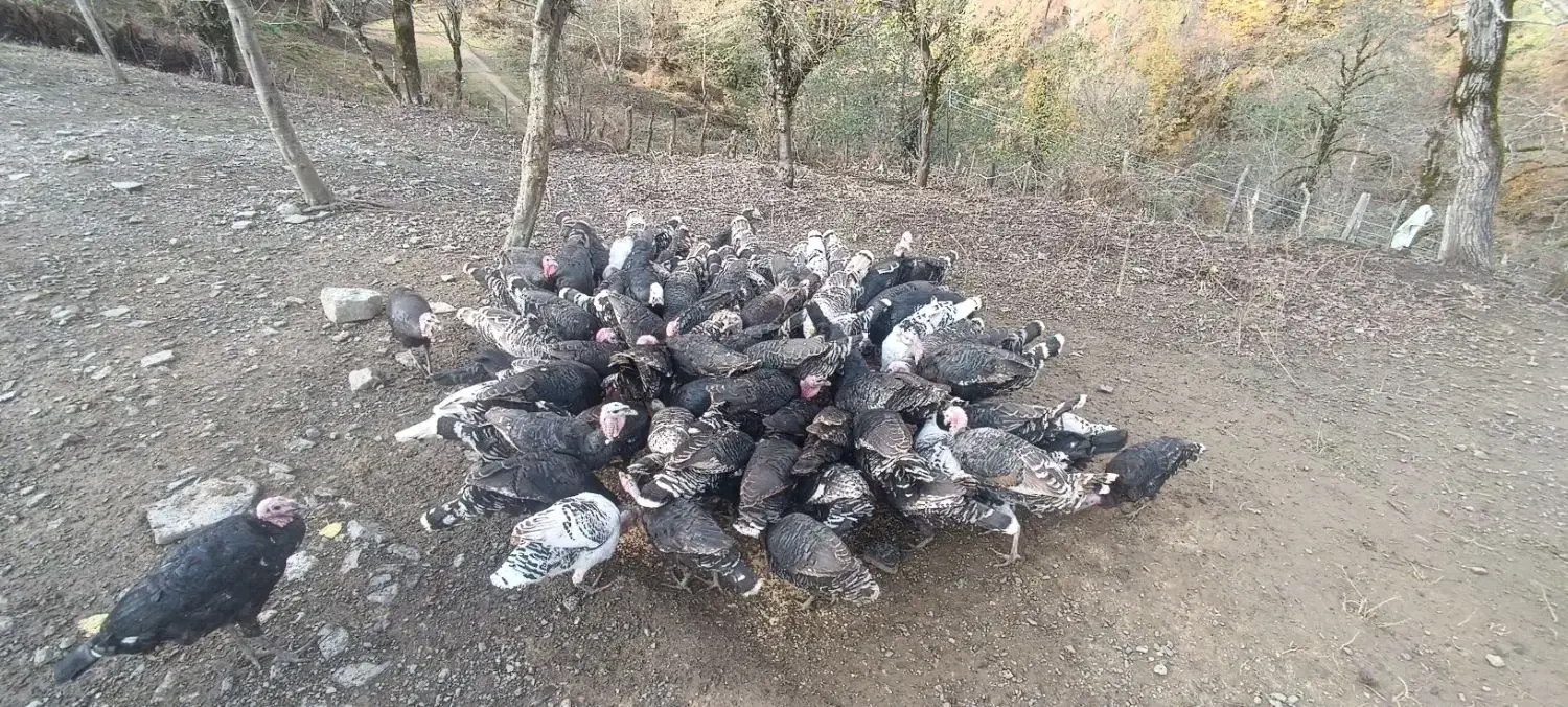 فروش ویژه بوقلمون نر و ماده|حیوانات مزرعه|رضوانشهر, |دیوار