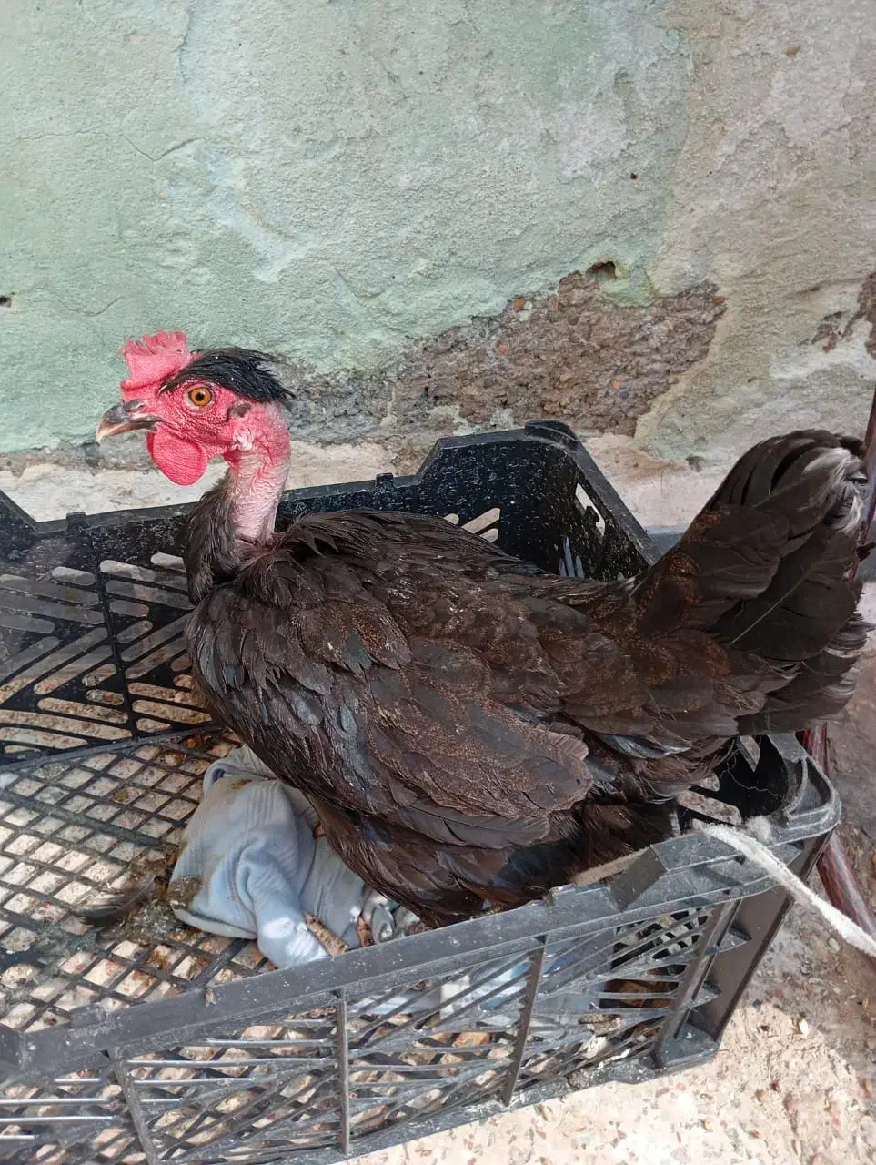 مرغ|حیوانات مزرعه|امیدیه, |دیوار